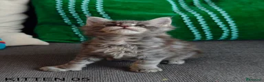 Maine Coon Kitten 5