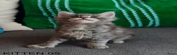 Maine Coon cats for sale: PURE BREED MAINE COON KITTENS READY EARLY MARCH - Advert 27