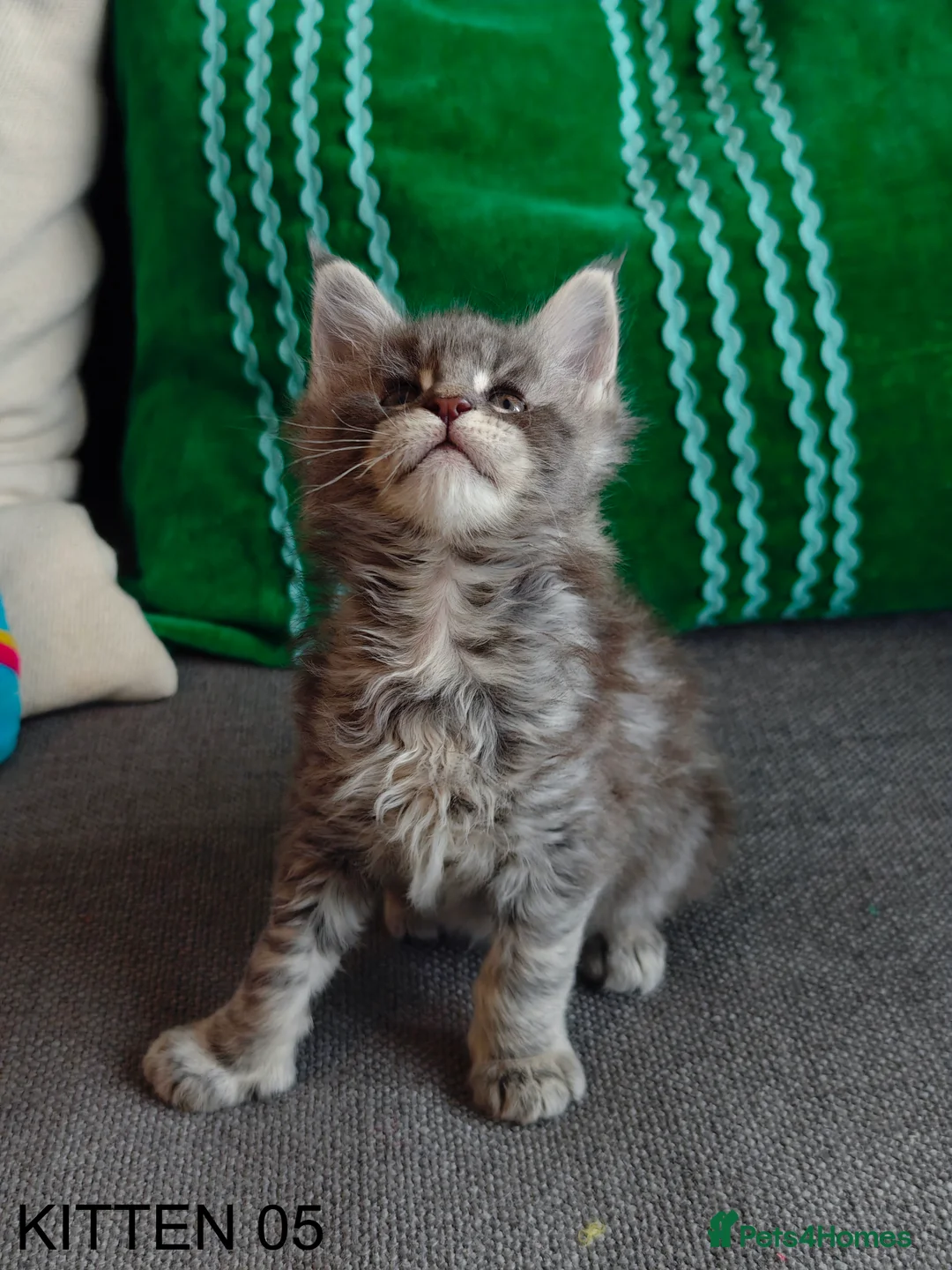 Maine Coon cats for sale: PURE BREED MAINE COON KITTENS READY EARLY MARCH - Advert 27