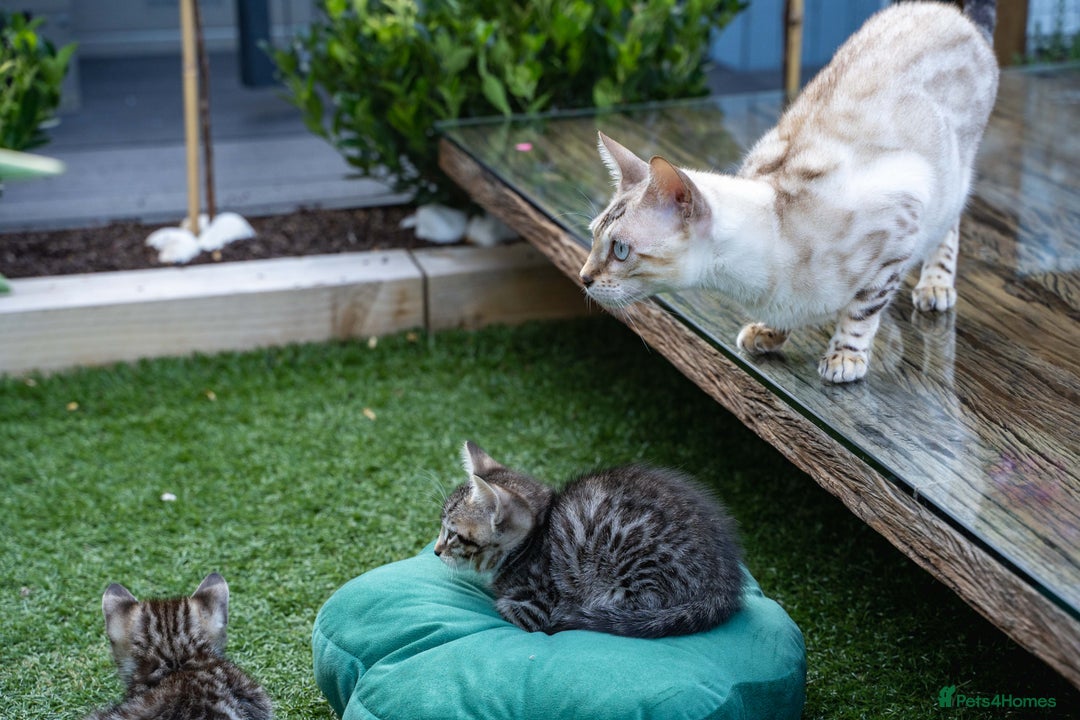 Bengal cats for sale: Gorgeous kittens, Wild-Patterned, Stunning Looks - Image 37