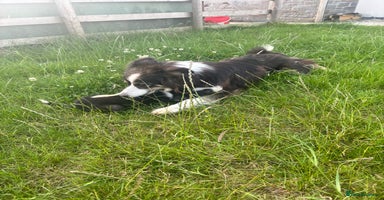 Border Collie dogs - Advert 7