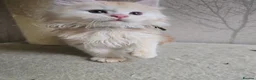 Maine Coon cats for sale: RARE Red High Silver Stunning Maine Coons Boys - Advert 14