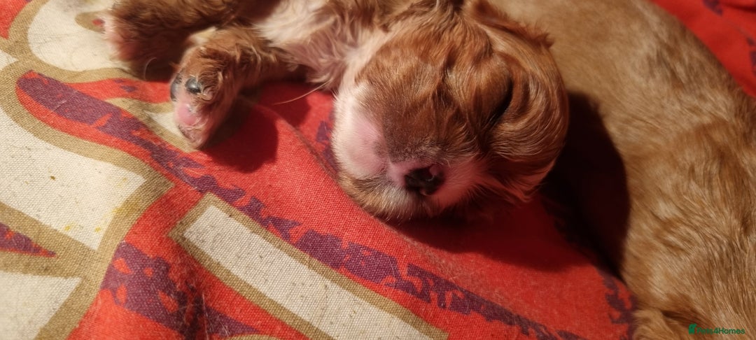 Cavalier King Charles Spaniel dogs for sale: Cavaliers King Charles spaniels - Image 18