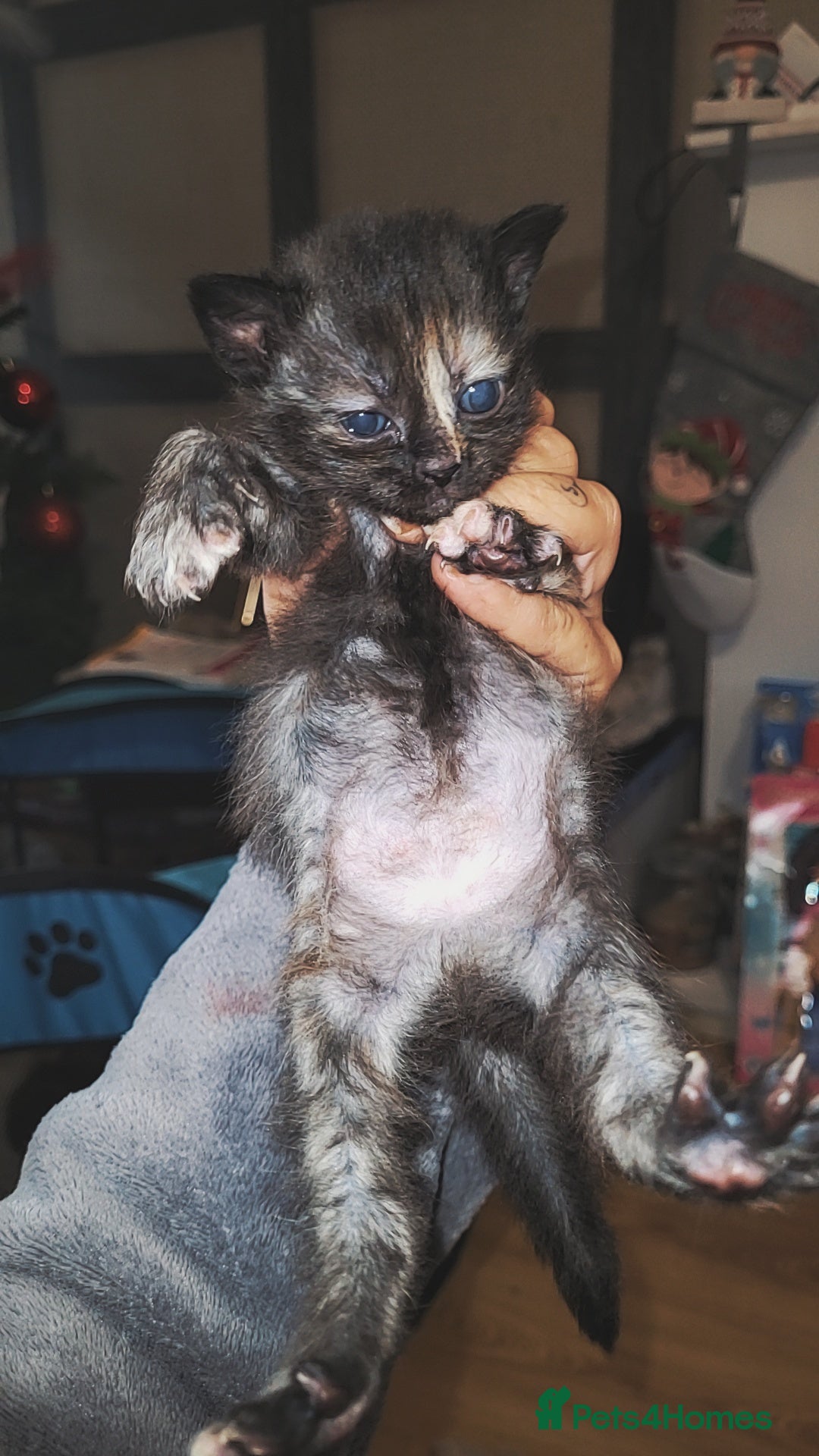 Mixed Breed cats for sale: Beautiful mixed kittens  - Advert 1