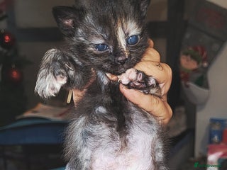 Mixed Breed cats Beautiful mixed kittens - Advert 1