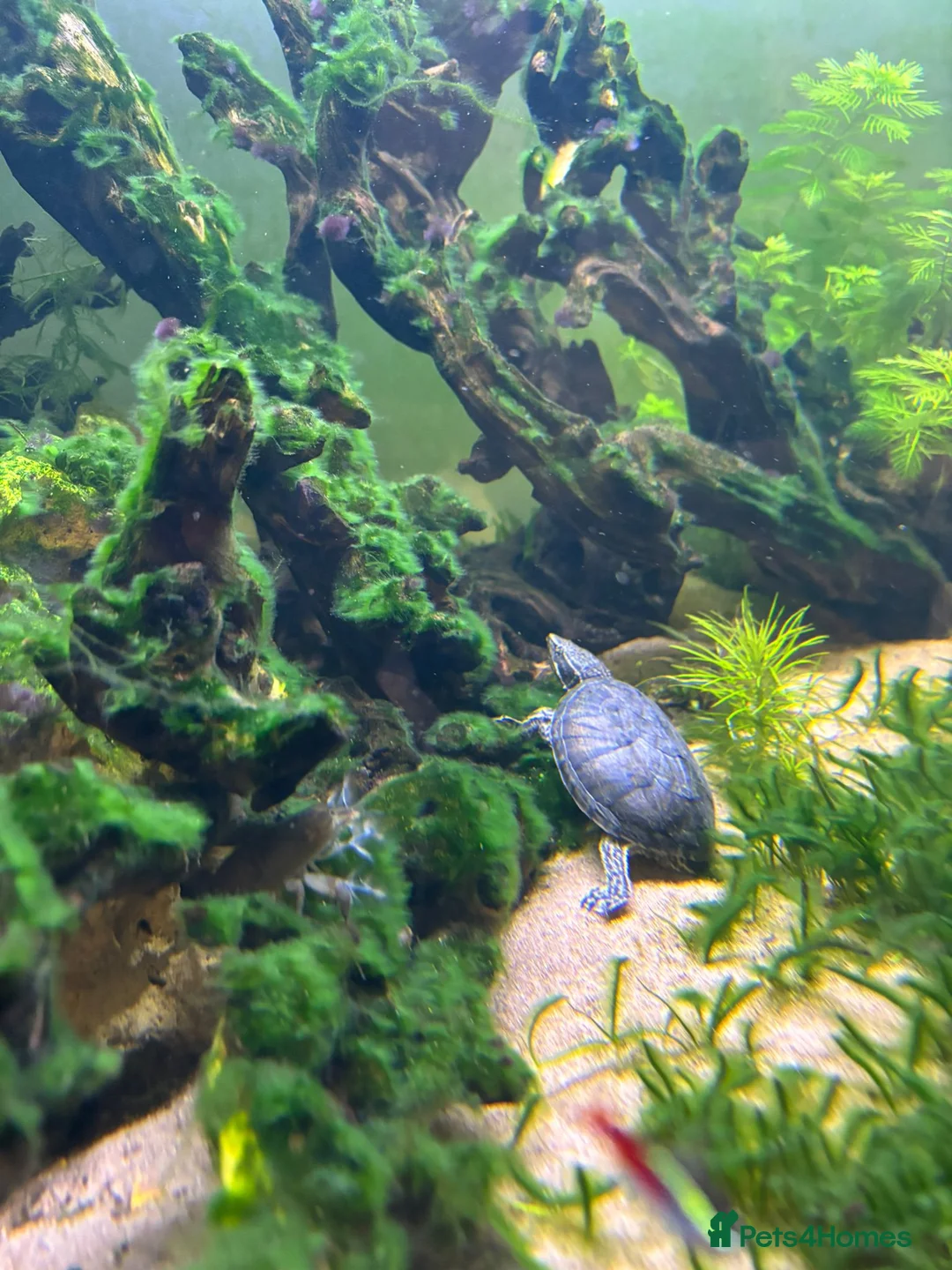 Turtle reptiles for sale: 2 Musk Turtles Unsexed - Advert 5