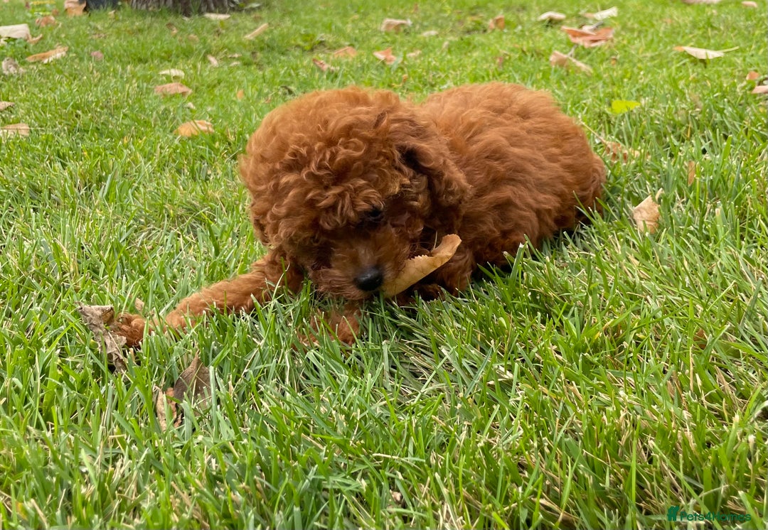 Toy Poodle dogs for sale: Poodle Toy Puppy calm, gentle, with full doc. - Image 22