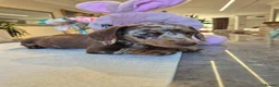 Miniature Dachshund dogs for sale: Beautiful Miniature Dachshund Ready to leave!♥️💙 - Advert 29