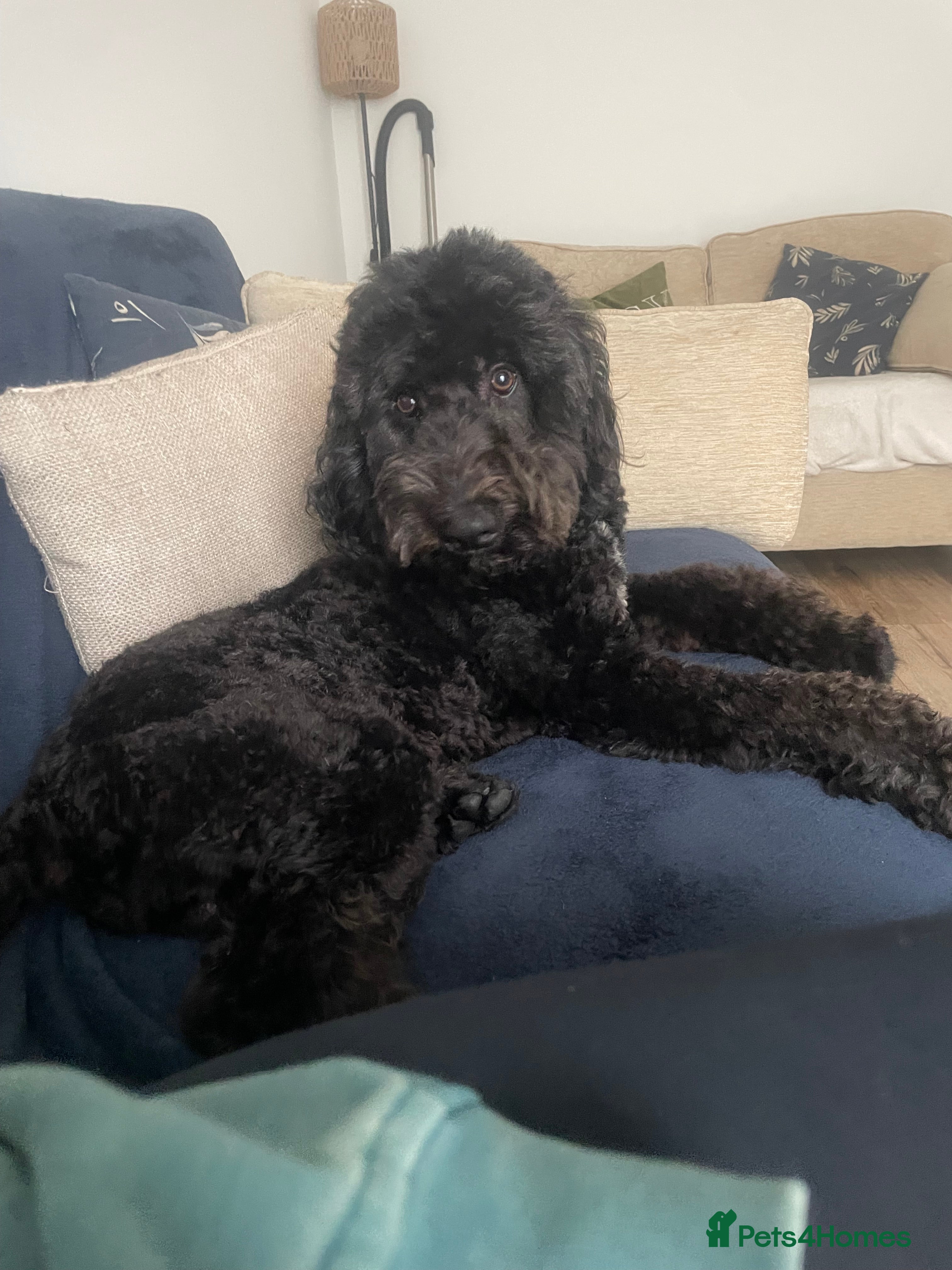 Cockapoo dogs Male Cockapoo - Advert 10