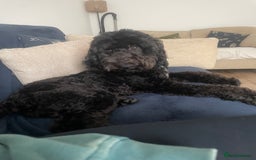 Cockapoo dogs for sale: Male Cockapoo - Image 1