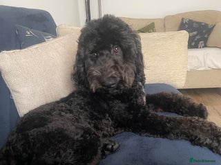 Cockapoo dogs - Advert 22