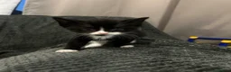 Mixed Breed cats for sale: Mixed cats - Advert 3