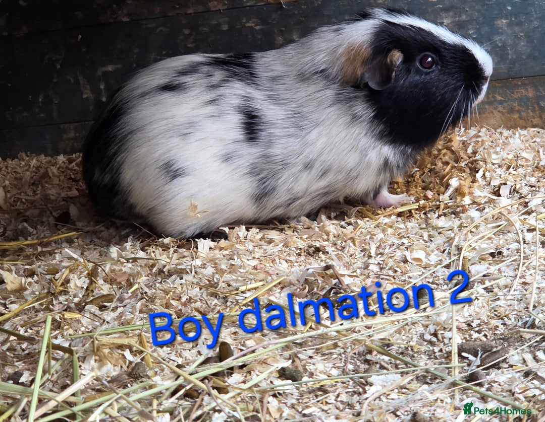 Guinea Pig rodents for sale: Variety of young guinea pigs - Advert 1