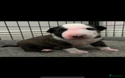 Bull Terrier dogs for sale: English Bull Terrier pups - Image 13