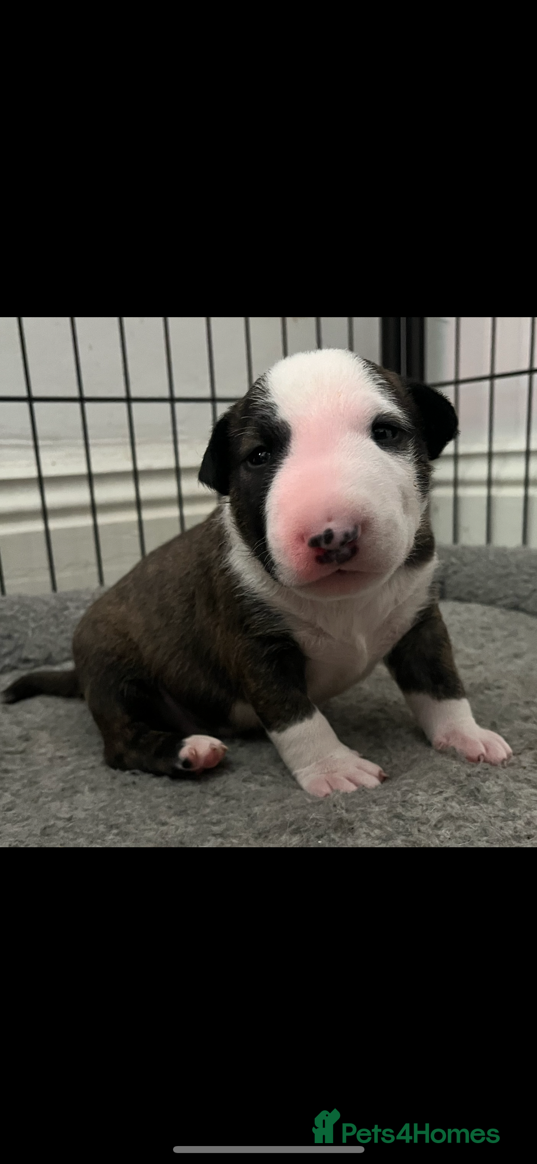 Bull Terrier dogs for sale: English Bull Terrier pups - Image 13
