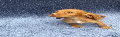 Cocker Spaniel 3