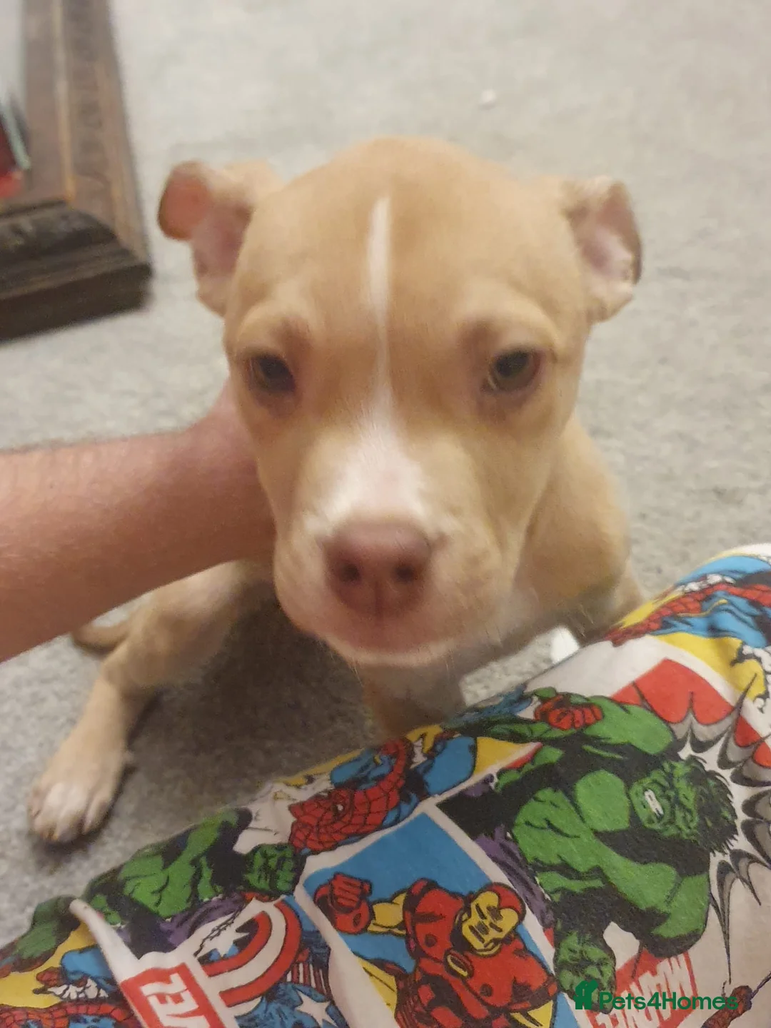 American Bulldog dogs for sale: Puppy’s  - Advert 2