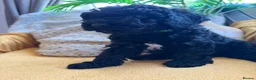 Cavapoo dogs for sale: READY NOW Beautiful f1b black Cavapoos DNA Clear  - Advert 24