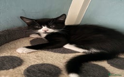 Domestic Shorthair cats for adoption: Adopt from Cats in Crisis East London  - Image 4