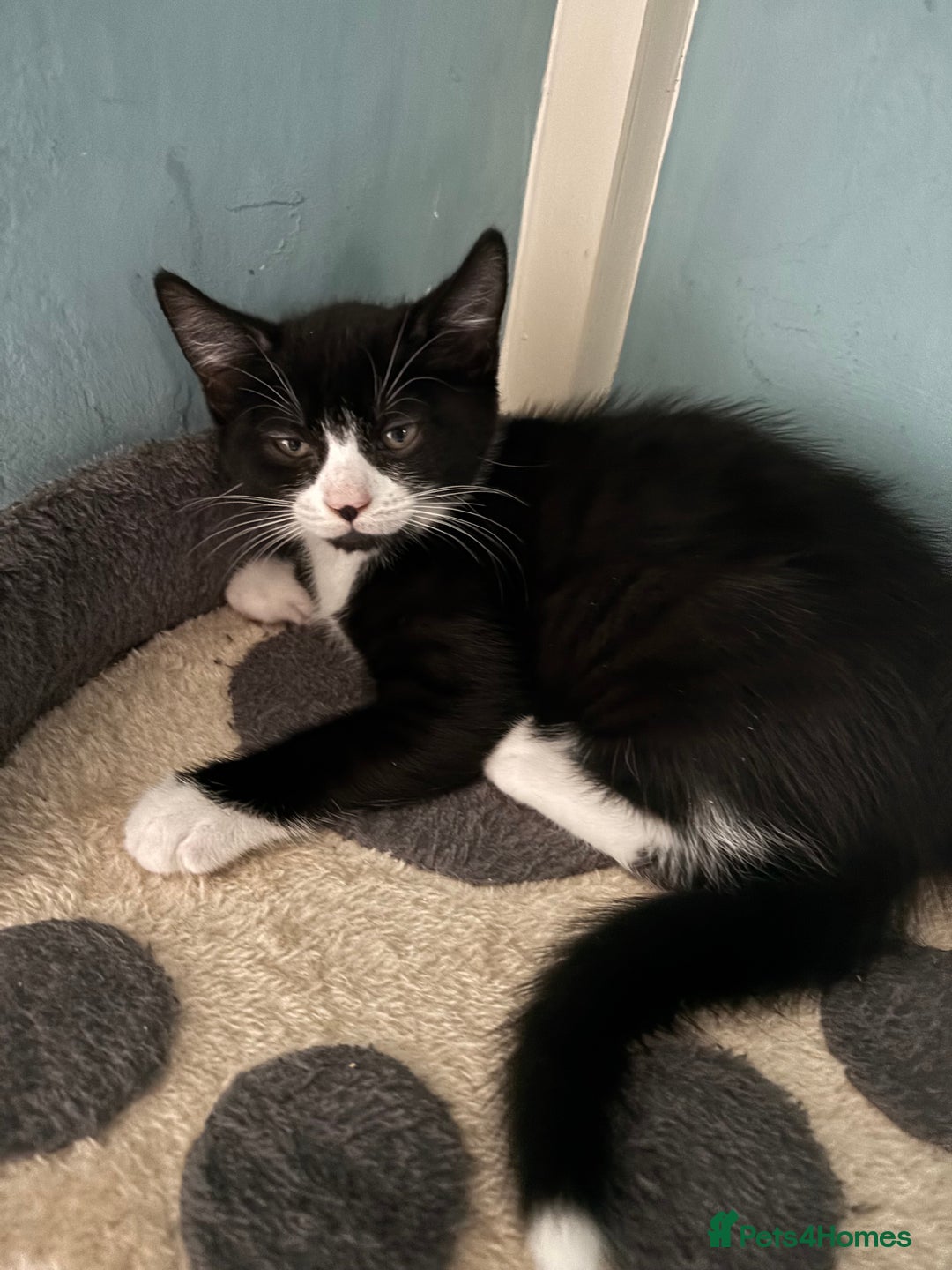 Domestic Shorthair cats for adoption: Adopt from Cats in Crisis East London  - Image 4