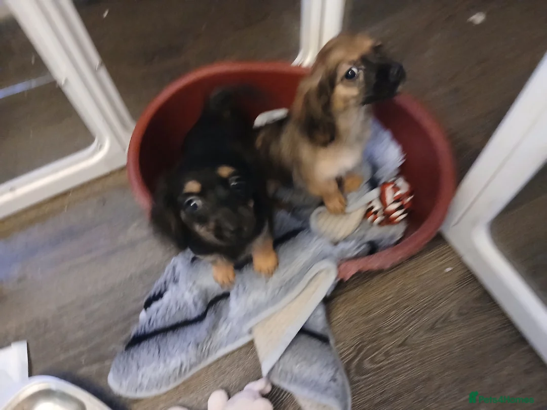 Chiweenie dogs for sale: 2 female chiweenies in Bellshill - Advert 1