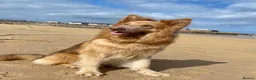 German Shepherd dogs for stud: Isabella german shepherd stud dog  - Advert 10