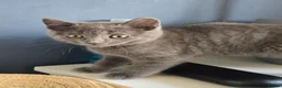 Mixed Breed cats for sale: Stunning wee grey female kitten - Advert 4