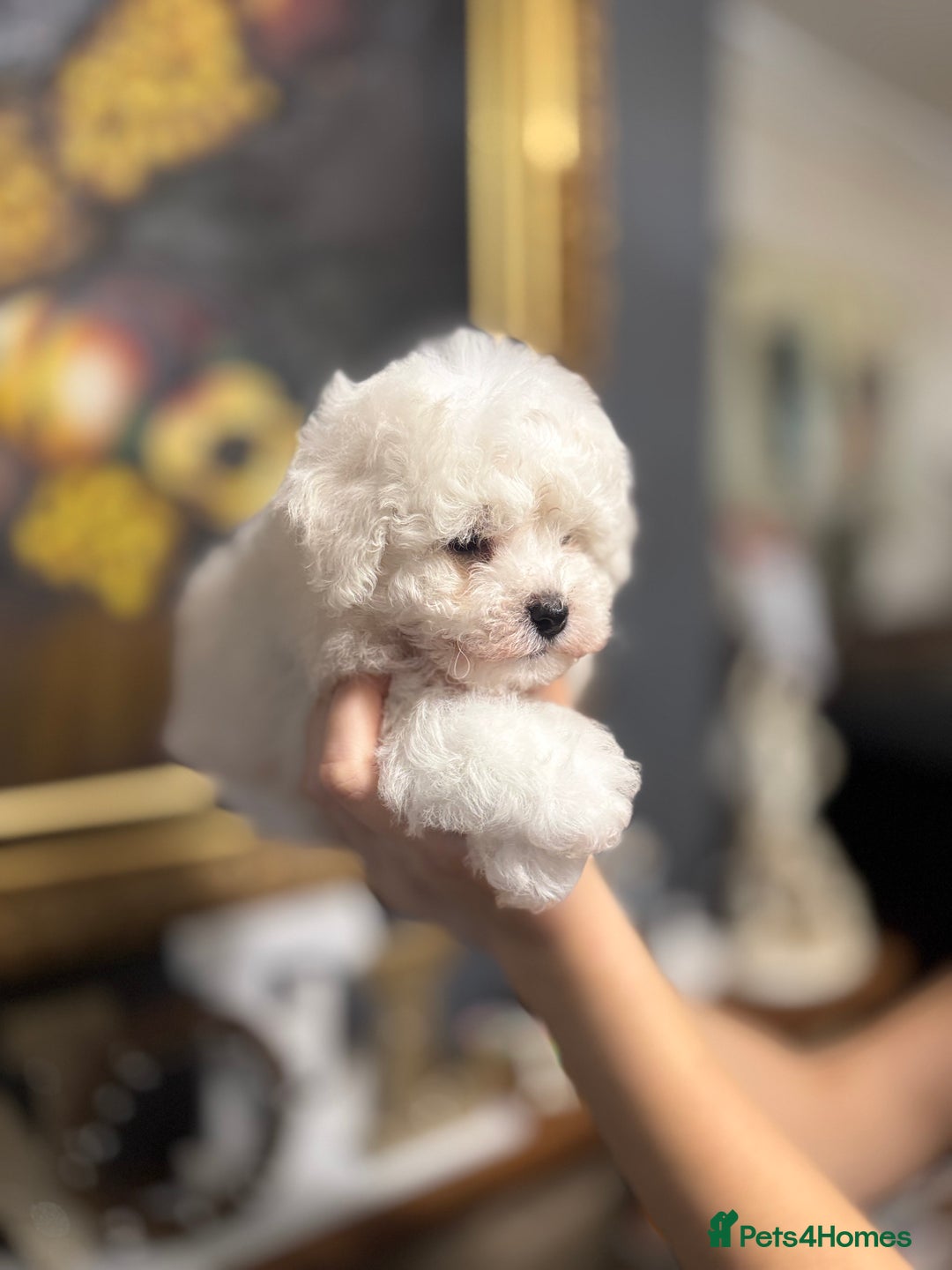 Bichon Frise dogs for sale: champion blood line bichon frise  - Advert 4