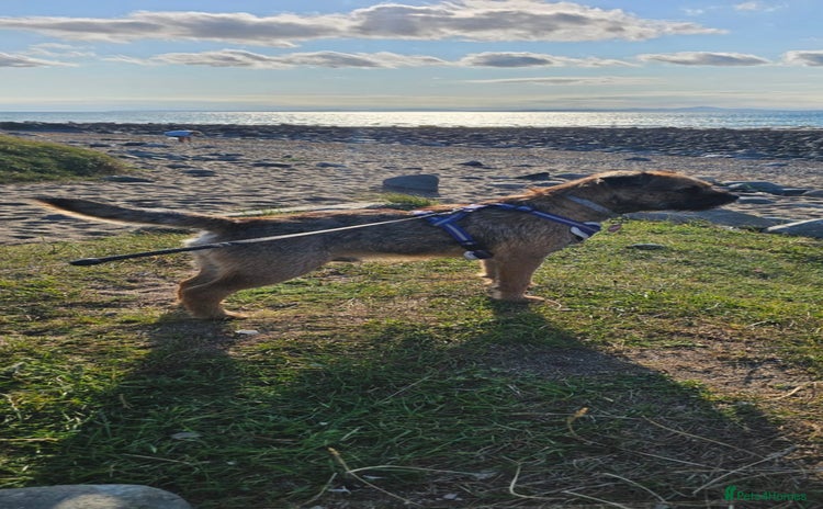 Border Terrier dogs - Advert 1