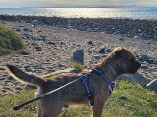 Border Terrier dogs - Advert 4