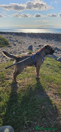 Border Terrier dogs - Advert 1