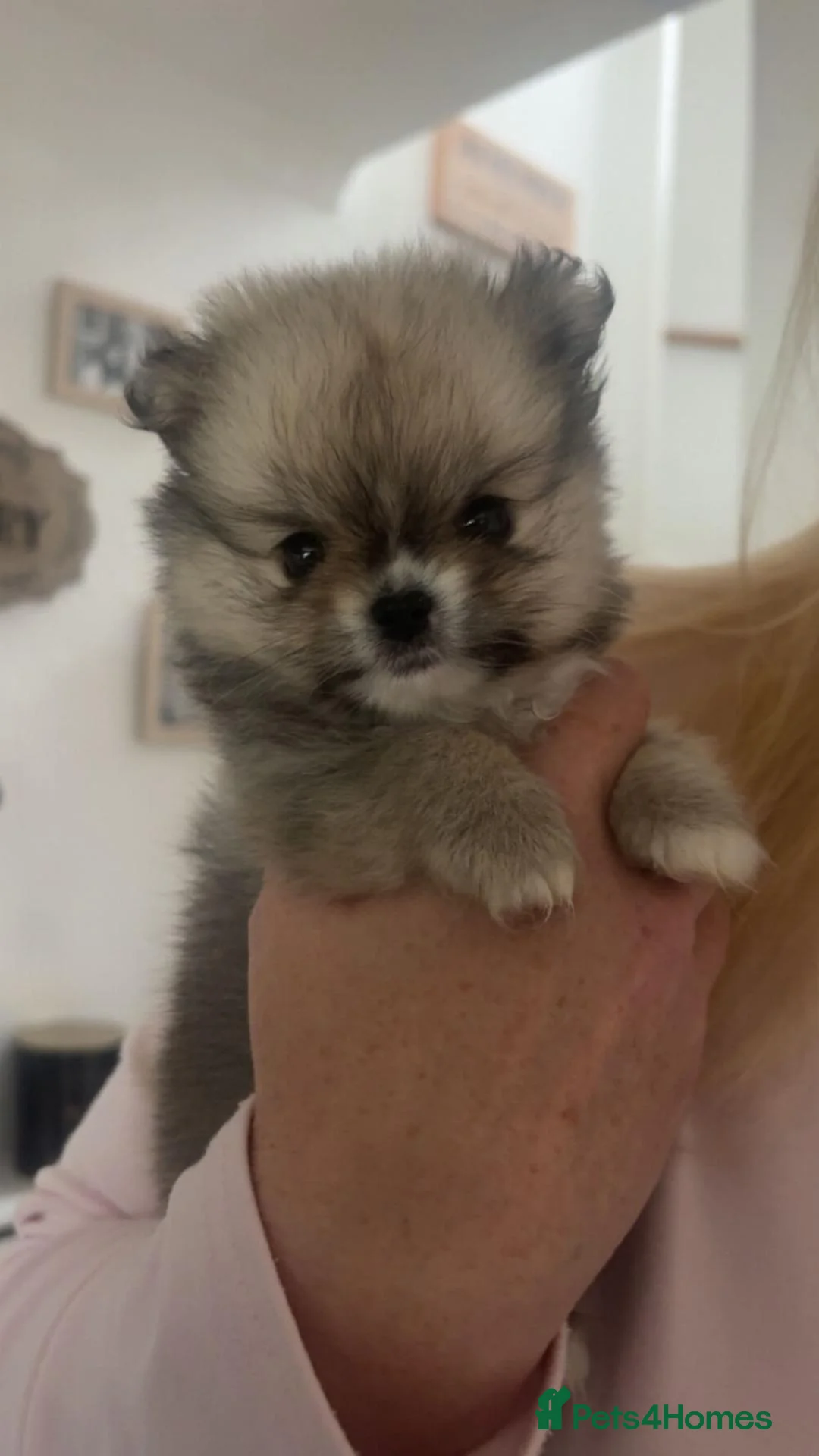 Pomchi dogs for sale: Beautiful Pomchi Female - Advert 1