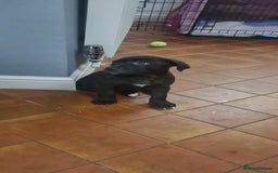 Mixed Breed dogs for sale: 8 Week Old Puppy for Sale – Loving Home Needed - Image 2