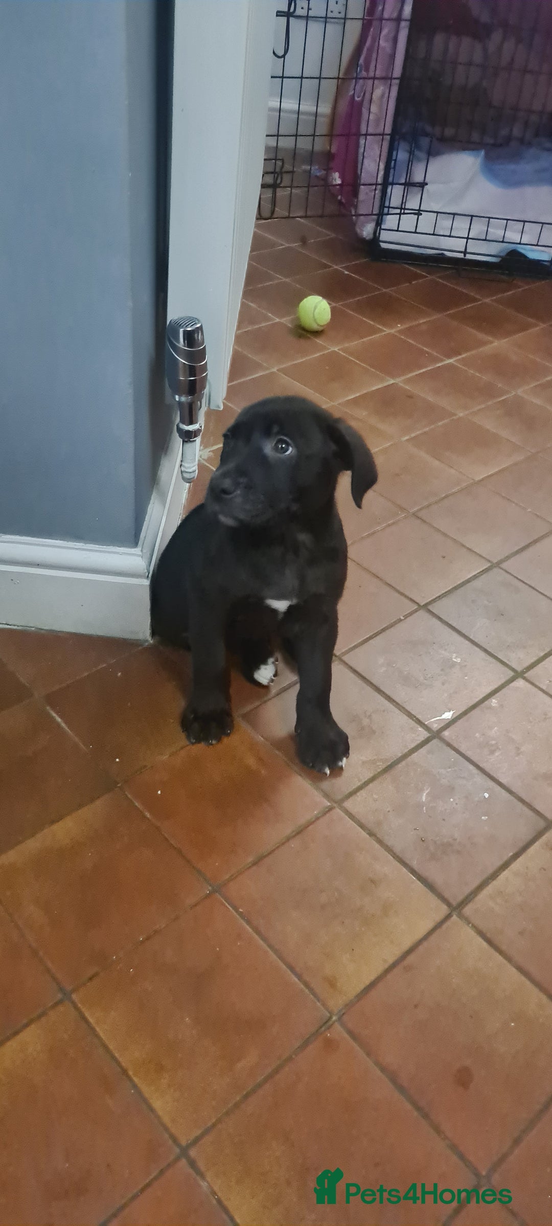 Mixed Breed dogs for sale: 8 Week Old Puppy for Sale – Loving Home Needed - Image 2
