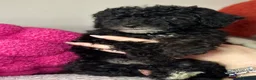 Toy Poodle dogs for sale: Toy poodle puppies READY NOW! - Advert 9
