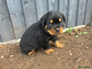 Rottweiler dogs 🏆🐾 5STAR BREEDERS🐾🏆KC REG girl and boys 💖💙 - Advert 3