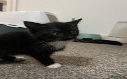 British Shorthair cats for sale: Black and white kittens for sale  - Image 4