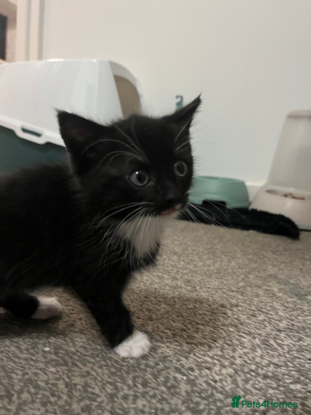 British Shorthair cats for sale: Black and white kittens for sale  - Image 4