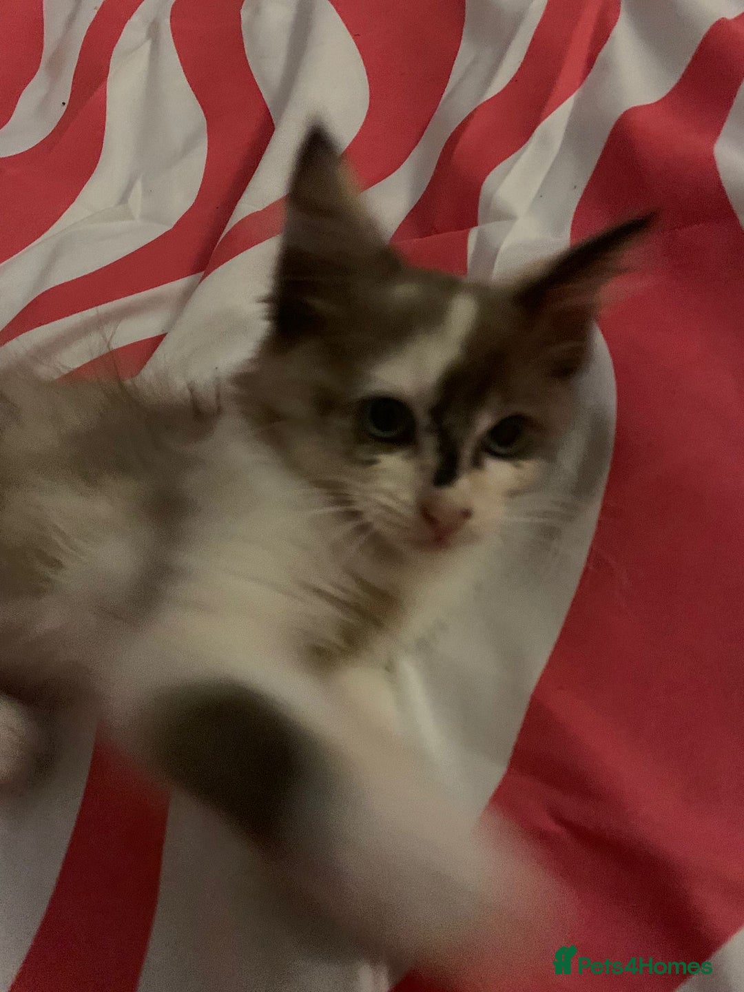 Mixed Breed cats for sale: Ragdoll sphynx mixed kittens ready now  - Image 12