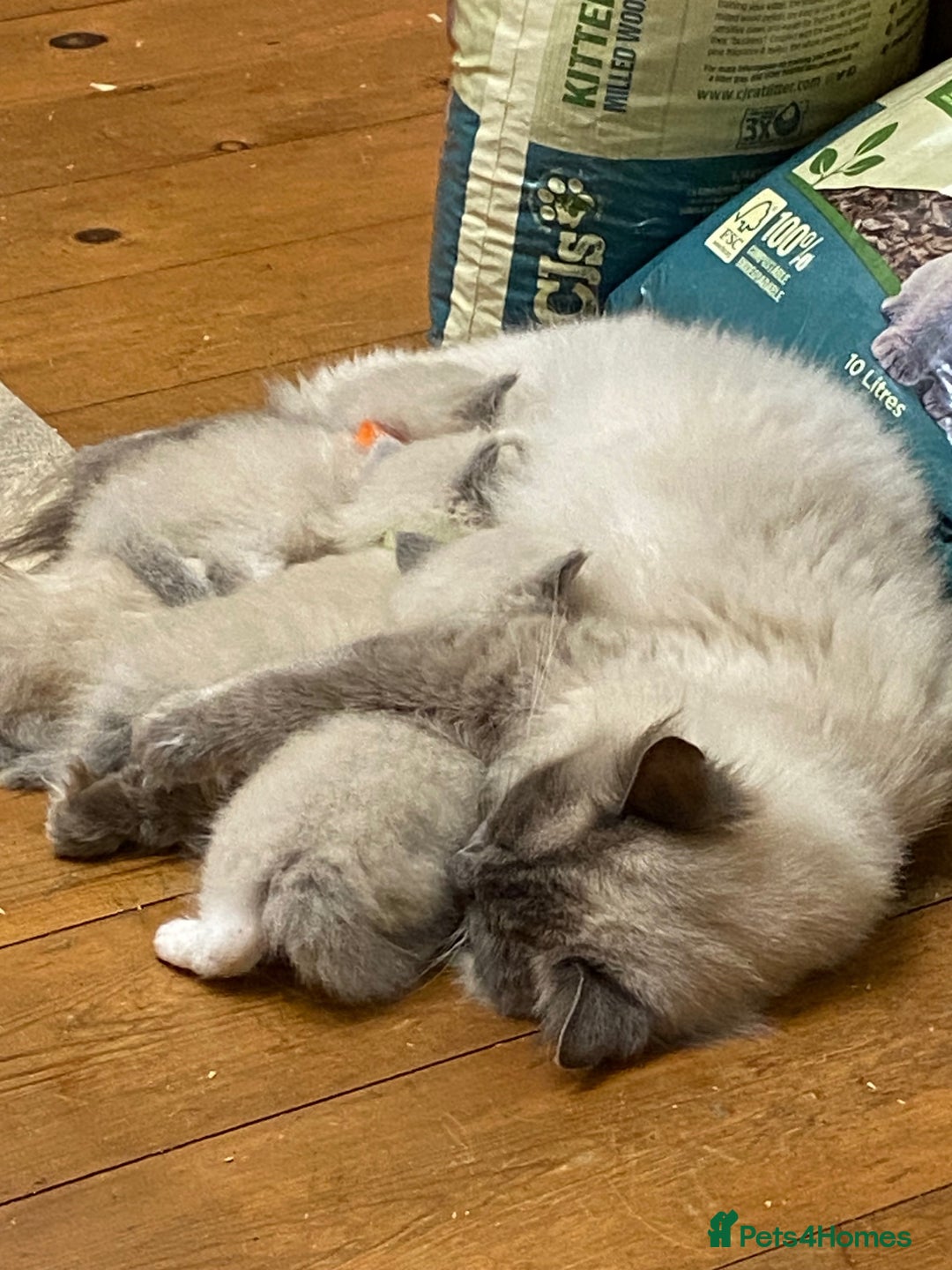 Ragdoll cats for sale: Beautiful Blue Point Ragdoll kittens - Image 16