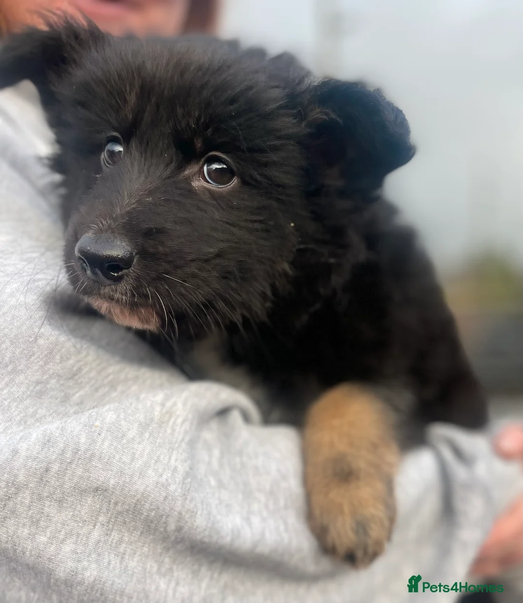 Shepsky dogs for sale: German Shepherd cross Husky Puppies  - Advert 5