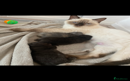 British Shorthair cats for sale: British shorthaired kittens  - Image 6