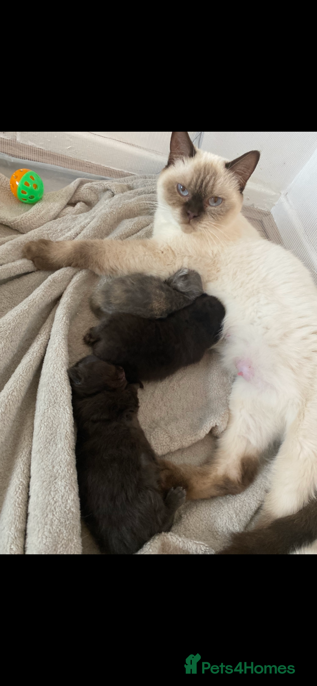 British Shorthair cats for sale: British shorthaired kittens  - Image 6