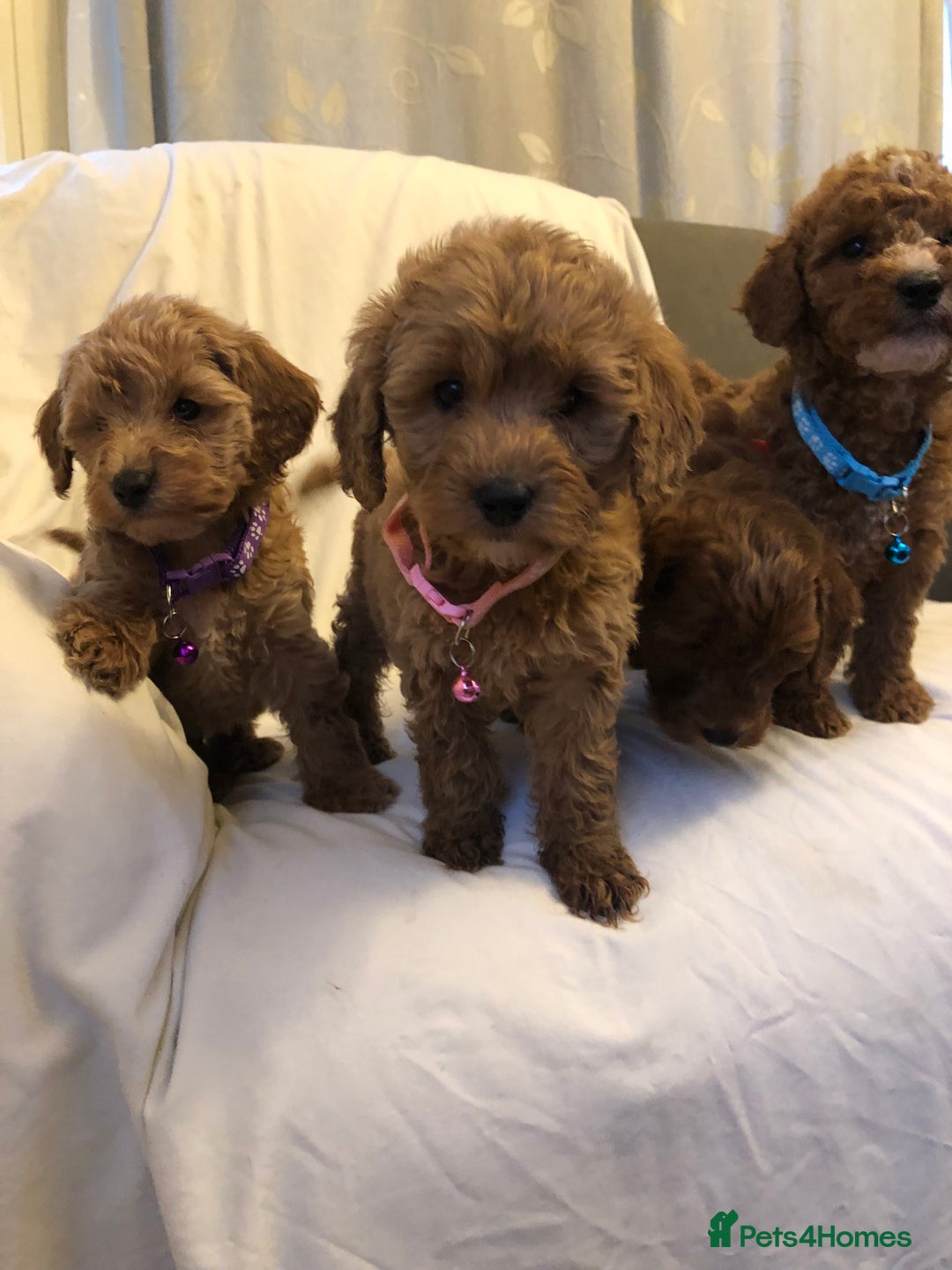 Cockapoo dogs for sale: Cockapoos - Advert 7