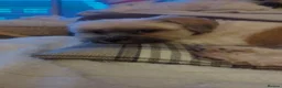 Zuchon dogs for sale: Beautiful boy for rehome in Wigan - Advert 2