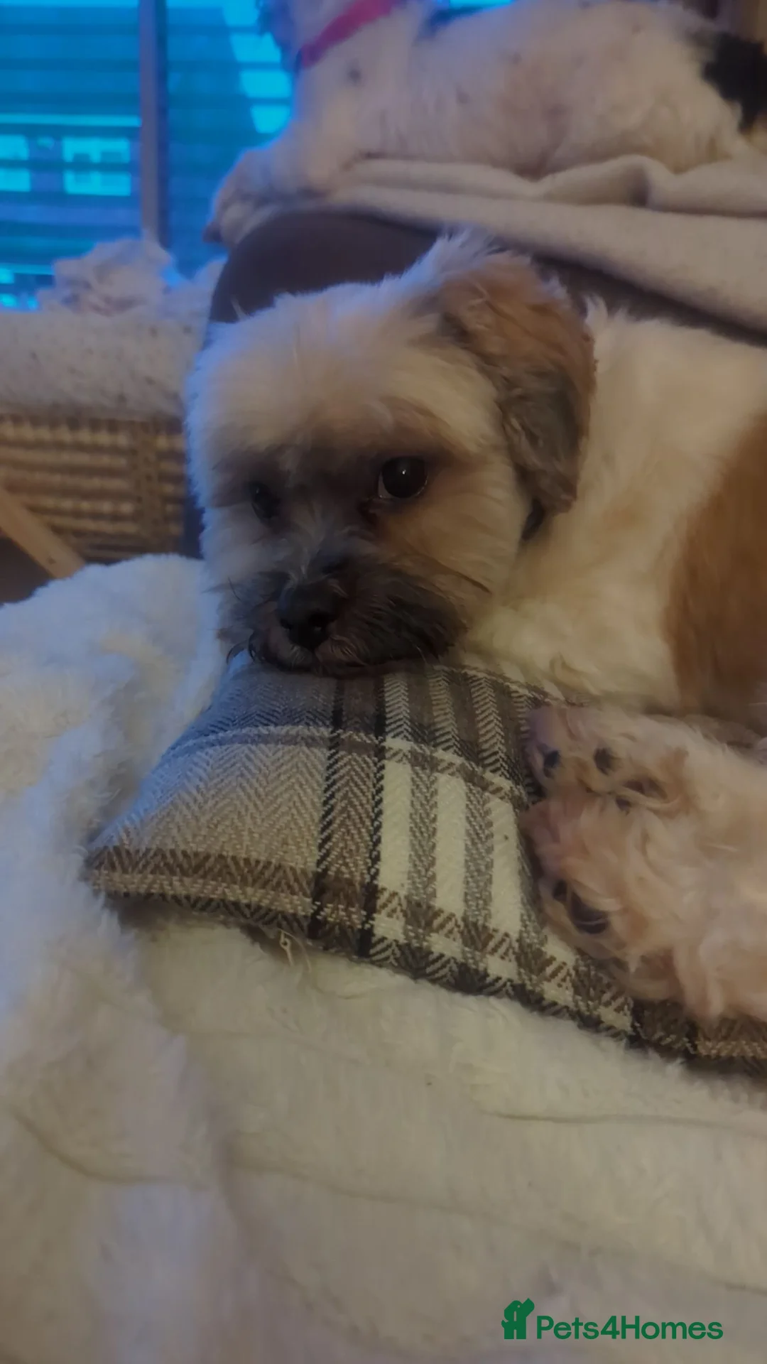 Zuchon dogs for sale: Beautiful boy for rehome in Wigan - Advert 2