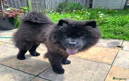Chow Chow dogs for stud: Chow Chow Studs (Ragsbagsandbear Mating Services) - Advert 10