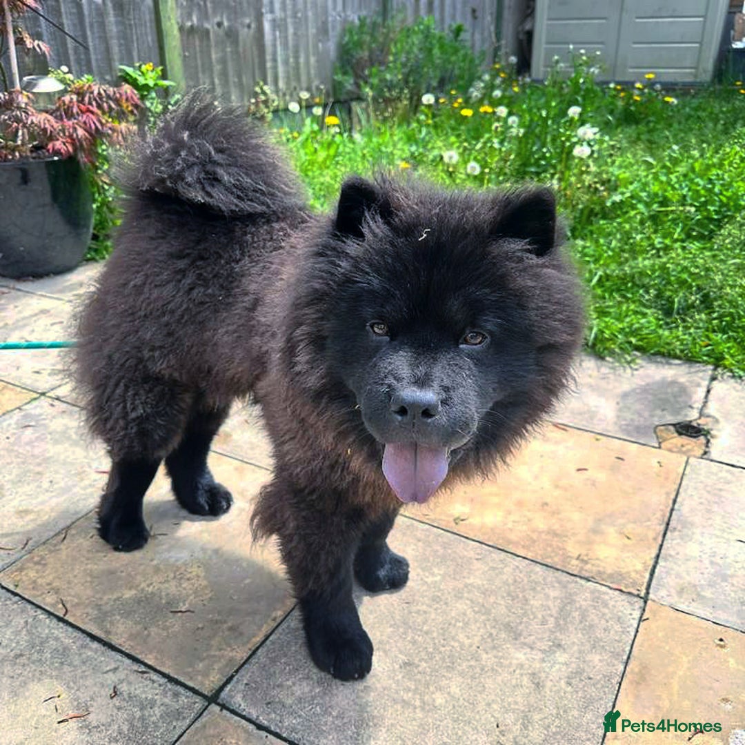Chow Chow dogs for stud: Chow Chow Studs (Ragsbagsandbear Mating Services) - Advert 10
