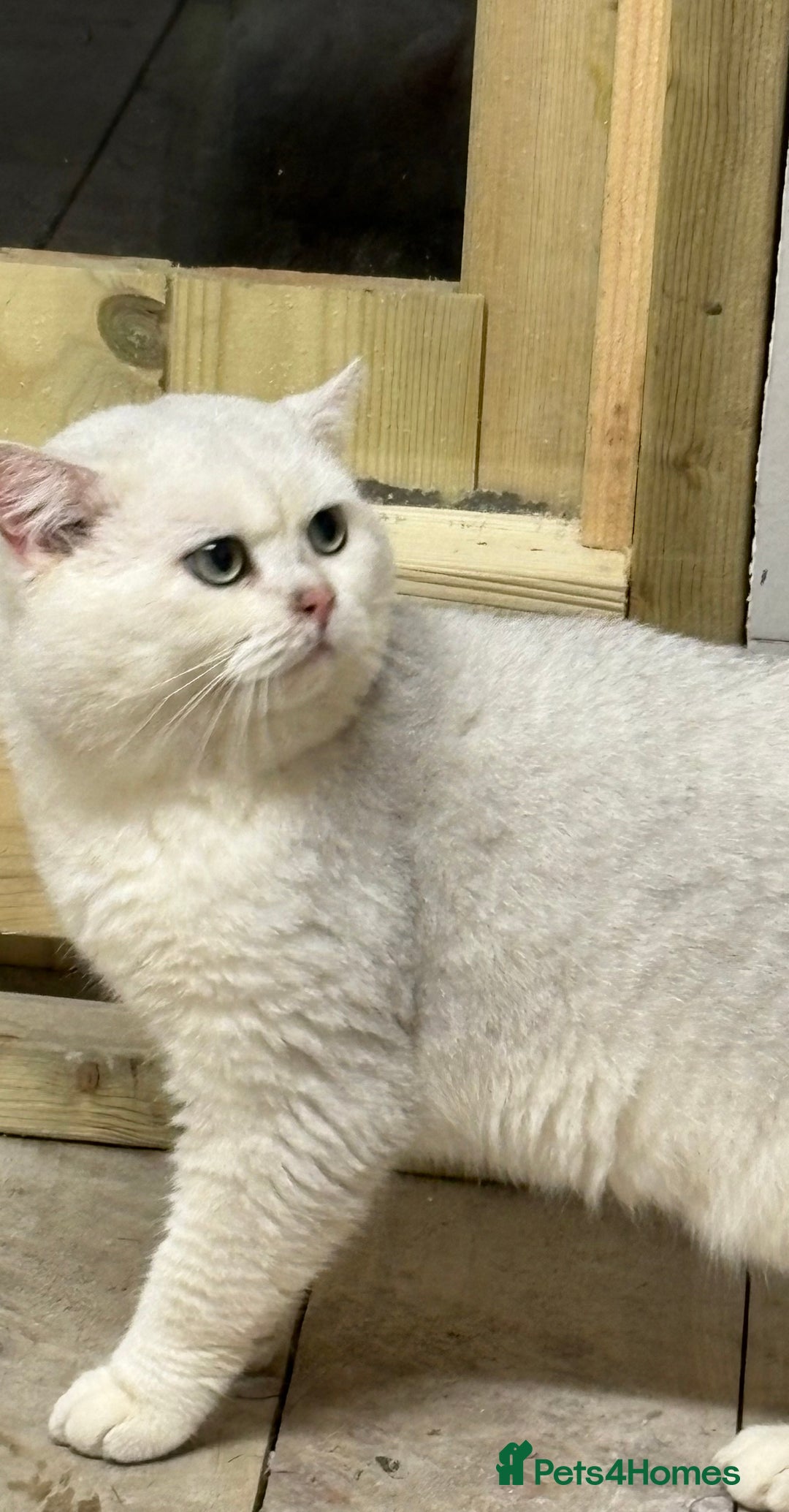 British Shorthair cats for stud: Poland imported tica registered BRI NS 12 Silver - Advert 3