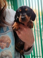 Miniature Dachshund dogs Miniature Dachshund puppies PRA clear DNA tested - Advert 13